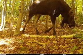Bull moose feeding in a forest in central new Hampshire. 