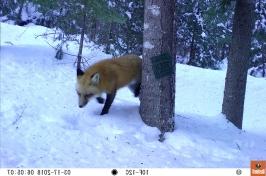 一只红色的狐狸走过森林里的雪堆. 