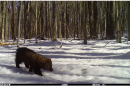 a fisher on a trail cam